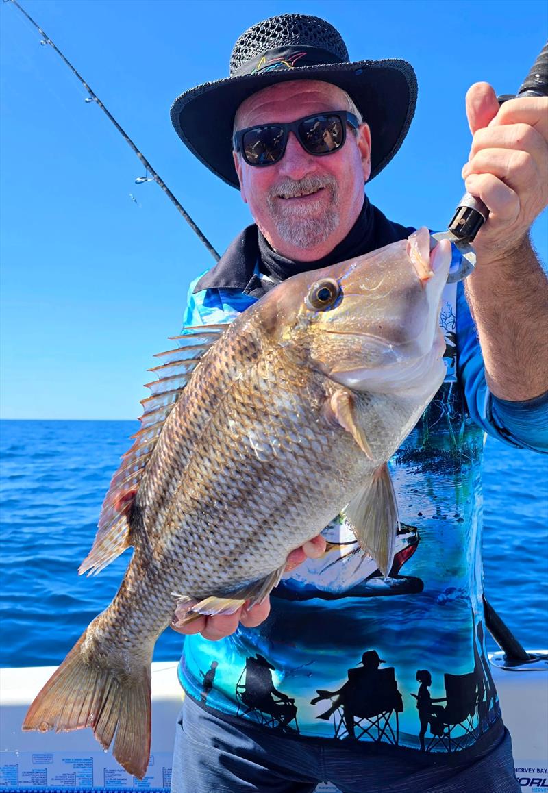 Grassy sweetlip are the most prolific species caught by bait fishos in the northern bay - photo © Fisho's Tackle World Hervey Bay