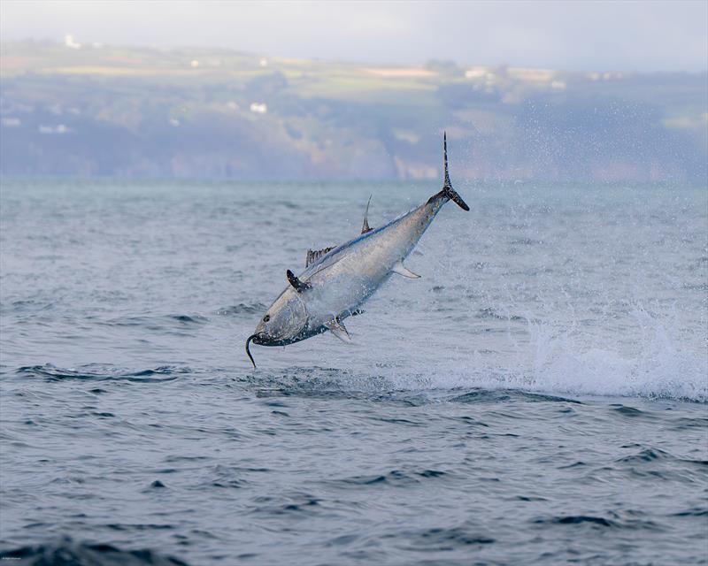 A bluefin tuna leaping to catch a garfish in the waters off the coast of Cornwall photo copyright Aaron Barrett @abwatershots taken at  and featuring the Fishing boat class