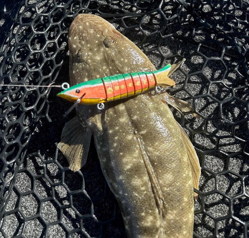 Ollie Pearce made a 'shark' at Bunnings' craft shop and converted it into a lure. Persistence paid off with this fine flatty first use - photo © Fisho's Tackle World Hervey Bay