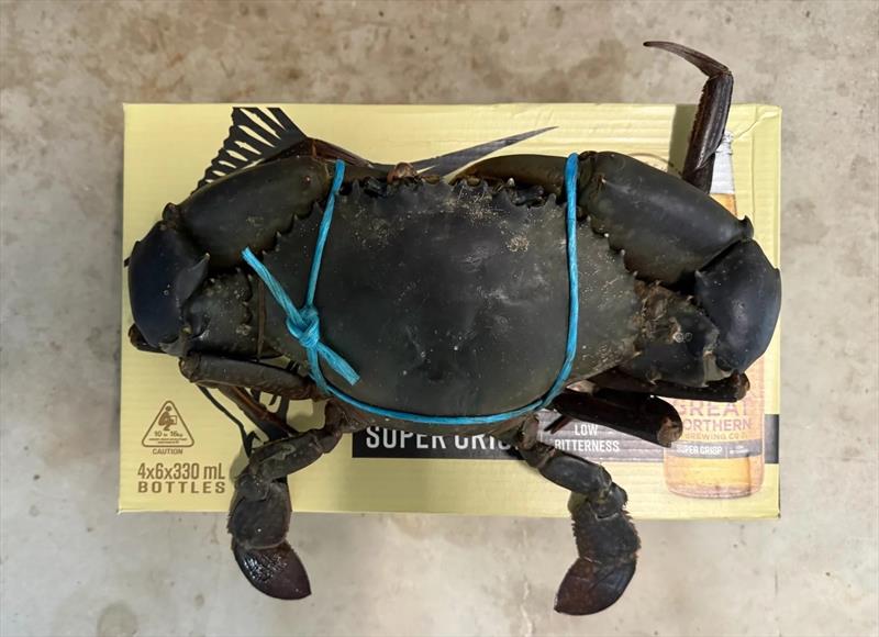 There have been some very impressive mud crabs caught lately. Josh Vella's family feasted well - photo © Fisho's Tackle World Hervey Bay