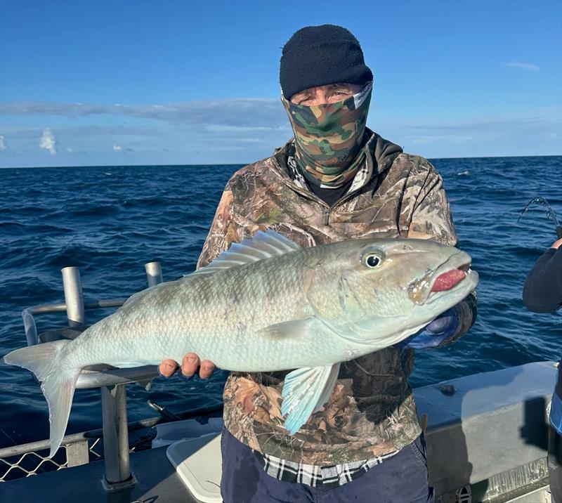 Big green jobbies are a prize catch offshore. They take dead and live baits, trolled lures, jigs and softies. They pull hard and taste great too - photo © Fisho's Tackle World Hervey Bay