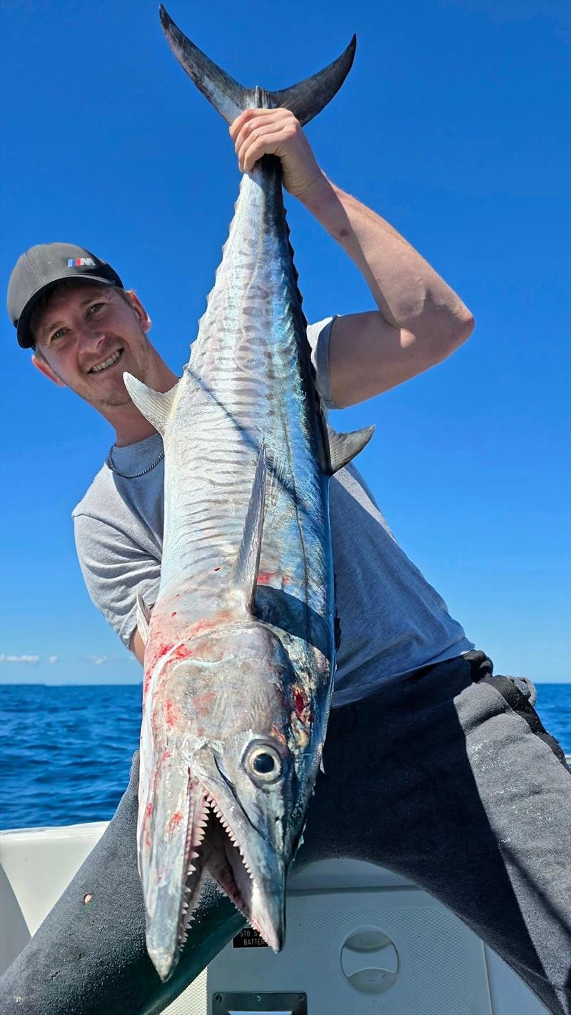 Spaniards are being caught on Hot Reels charters once again - photo © Fisho's Tackle World Hervey Bay 