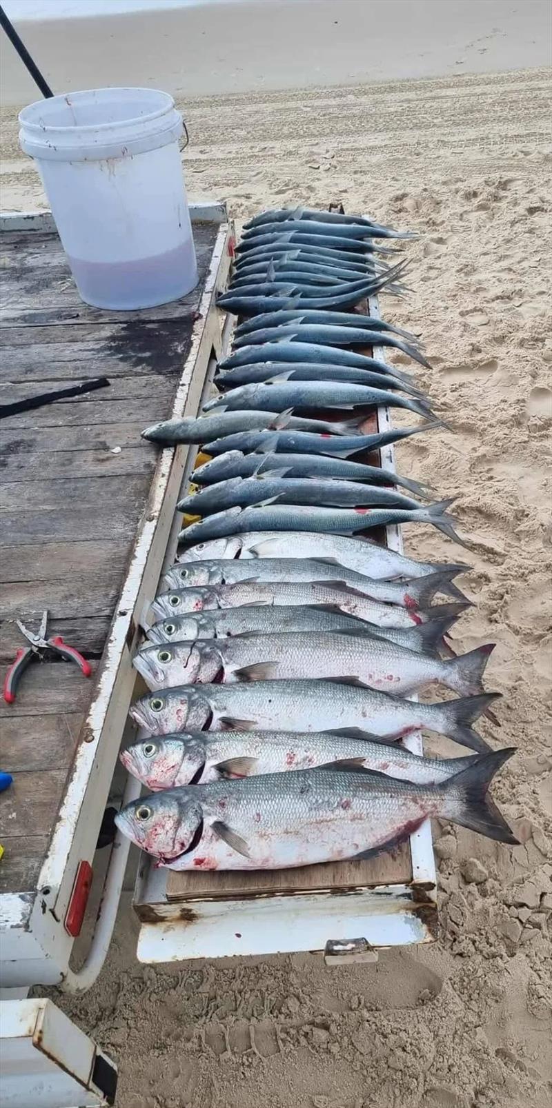 A big haul of choppers is quite easy on Fraser right now. They will bite particularly well with the full moon - photo © Fisho's Tackle World Hervey Bay