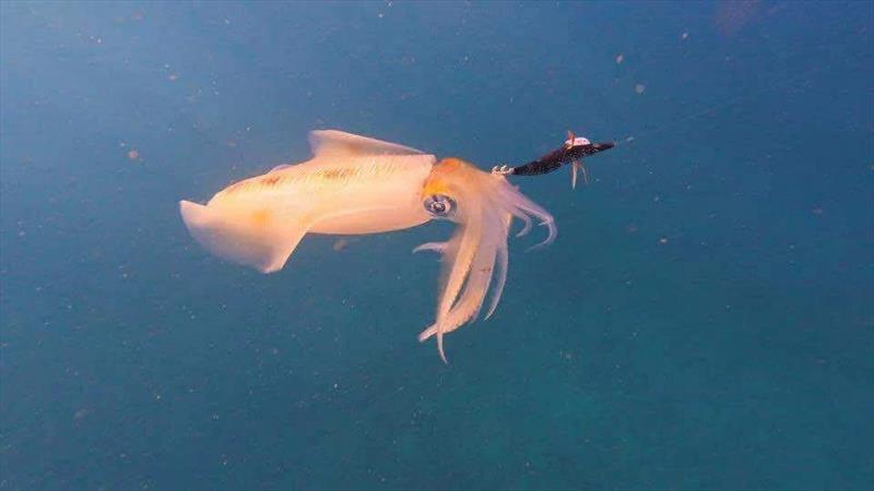 Don't forget your squid jigs when fishing the southern bay and the straits - photo © Fisho's Tackle World Hervey Bay