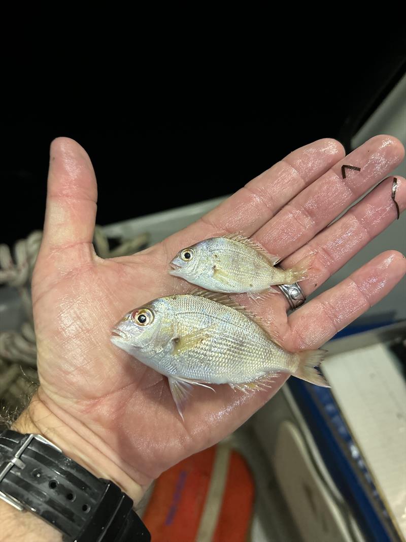 Juvenile snapper from surveys photo copyright Victorian Fisheries Authority  taken at  and featuring the Fishing boat class