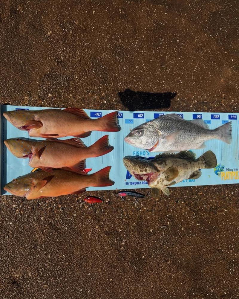 Luke scored a great feed whilst trolling off Gatakers Bay last weekend. The new Pt Vernon artis will be a bonus for trollers and other fishos alike photo copyright Fisho's Tackle World Hervey Bay  taken at  and featuring the Fishing boat class