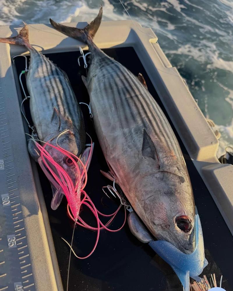 Who knows what monster pelagic predator might eat a large Reaper Rigged bait. Spanish mackerel, GT or marlin maybe - photo © Fisho's Tackle World Hervey Bay