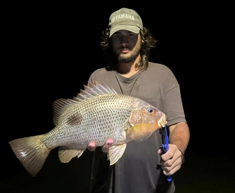 Night time is the right time to catch fingermark in local waters - photo © Fisho's Tackle World Hervey Bay