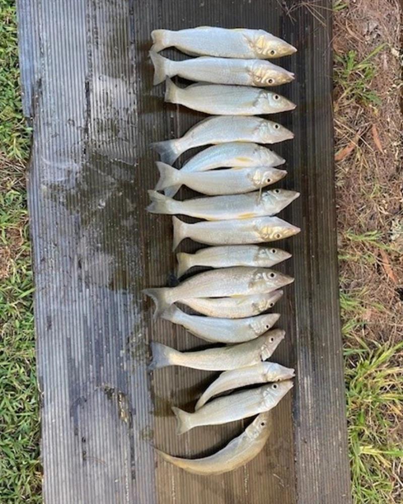 Greg enjoyed catching these quality whiting up Woodgate way. A tasty feed ensued, followed by another session catching more - photo © Fisho's Tackle World Hervey Bay