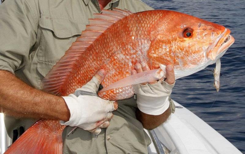 Atlantic Red Snapper photo copyright American Sportfishing Association taken at  and featuring the Fishing boat class