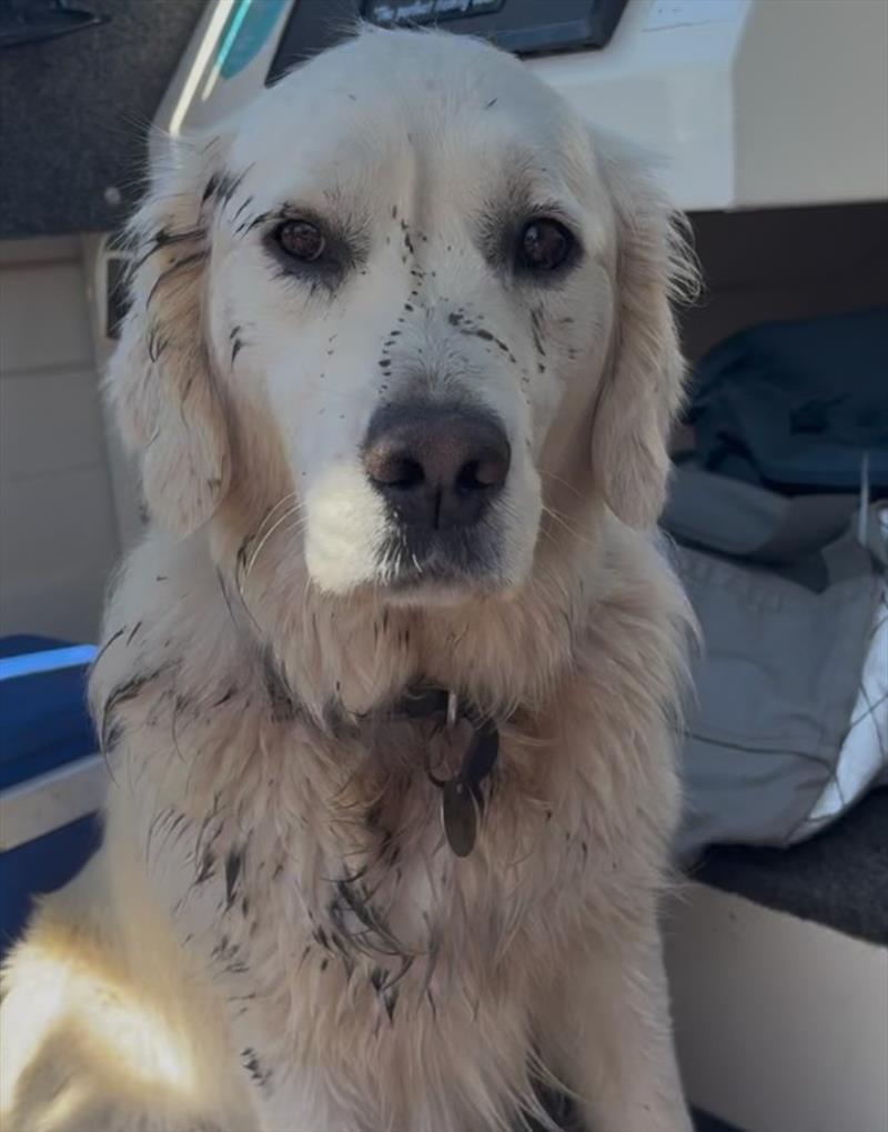 Golden retriever, Maisy, coming off second best against a squid photo copyright Spot On Fishing Hobart taken at  and featuring the Fishing boat class