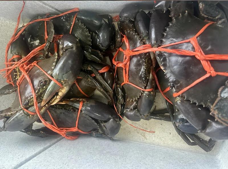 Big, fat and full could describe the mud crabs being caught down the straits these days - photo © Fisho's Tackle World Hervey Bay
