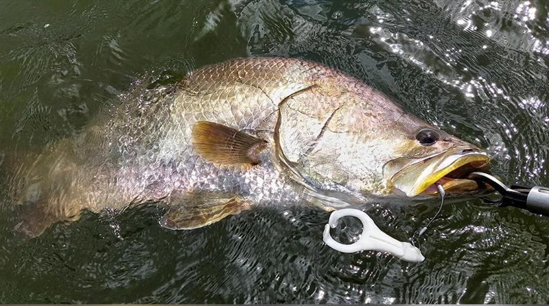 Even average-sized barra are a blast on fast-burned frogs. Try it on the flats or paddle one out of an ebbing drain in the river - photo © Fisho's Tackle World Hervey Bay