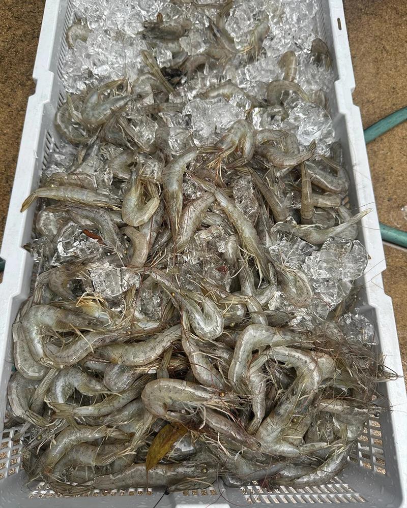 A boat limit of prawns is possible from the straits as well as our rivers. They will only get bigger and more plentiful with more rain - photo © Fisho's Tackle World Hervey Bay