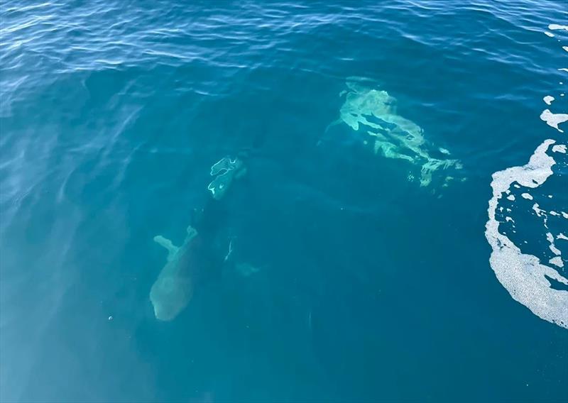 Expect to see a lot more of these brutes out in the clear waters of the bay. Sadly, the bulls still hang around under the fresh too - photo © Fisho's Tackle World Hervey Bay