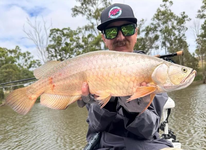 Josh also enjoyed a successful Tag-A-Toga comp at Lake Boondooma. 29 teams caught a massive 215 'toga for the weekend - photo © Fisho's Tackle World Hervey Bay