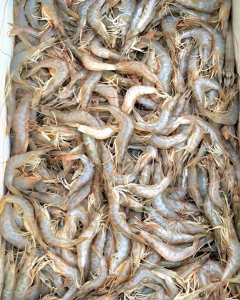 The prawns were already on the move prior to flooding, so expect an absolute bonanza incoming weeks and months - photo © Fisho's Tackle World Hervey Bay