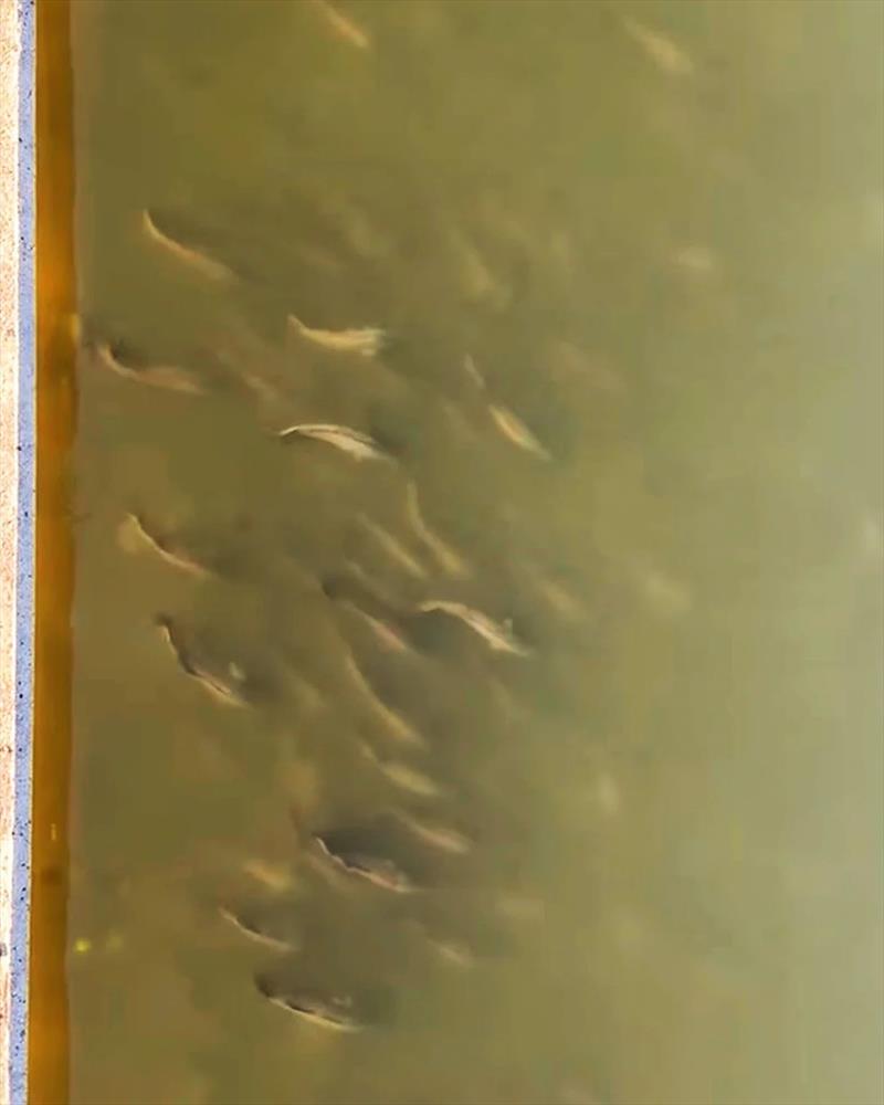 Photos of barra at the wall at Mondy have been scaring all the regulars and will draw a crowd this weekend no doubt - photo © Fisho's Tackle World Hervey Bay