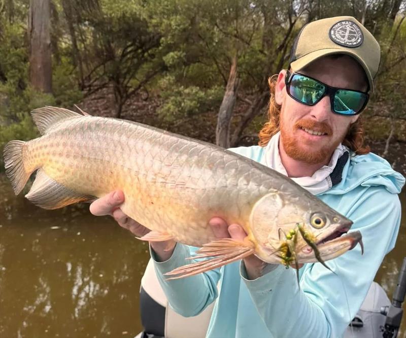 Chewy with a fly-caught saratoga from the latest Tag-A-Toga comp at Lake Boondooma, fishing alongside fellow fly-fishing fanatic, Josh - photo © Fisho's Tackle World Hervey Bay