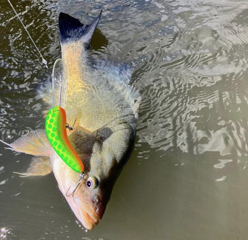 Trelly's Weekly Fishing Report - April 3, 2026 photo copyright Trelly's taken at  and featuring the Fishing boat class