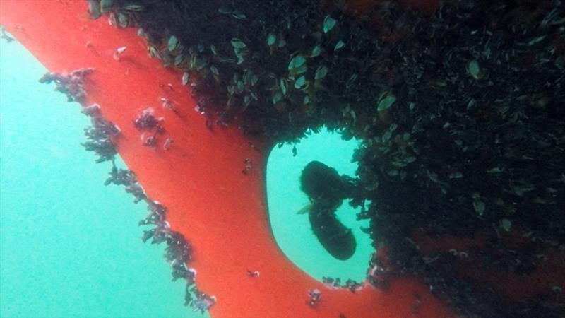 The barnacle growth on Randmaa's yacht One and All - a problem shared with several skippers. Is the cause a failure of modern antifouling systems...or simply not applying enough paint? photo copyright Christophe Favreau / PPL / GGR taken at  and featuring the Golden Globe Race class