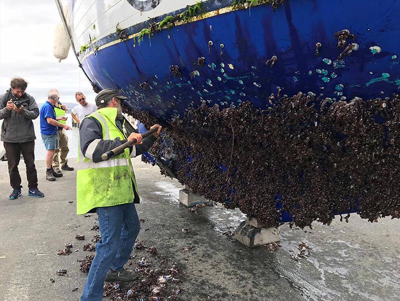 The barnacle growth on Igor Zaretskiy's yacht, was slowing her down by 2 knots - Day 164 - Golden Globe Race 2018 photo copyright Boris Senatorov / PPL / GGR taken at  and featuring the Golden Globe Race class