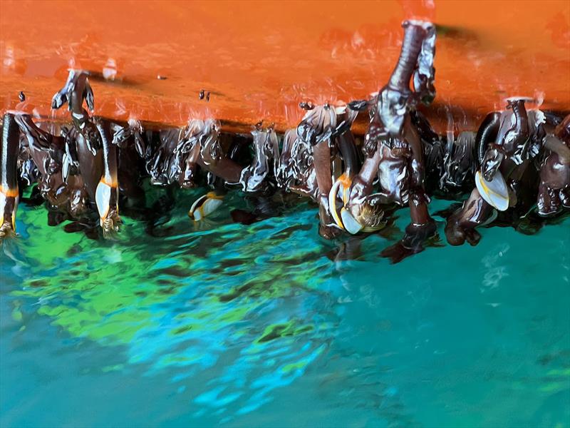 Ian Herbert Jones (52) / UK / Tradewind 35 – ” PUFFIN ” – Barnacle situation when he sailed through Hobart Gate - photo © GGR2022 / DD&JJ