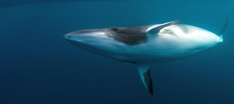 Henri-Lloyd support Sea Shepherd Ghostnet Campaign through Blue Friday activity