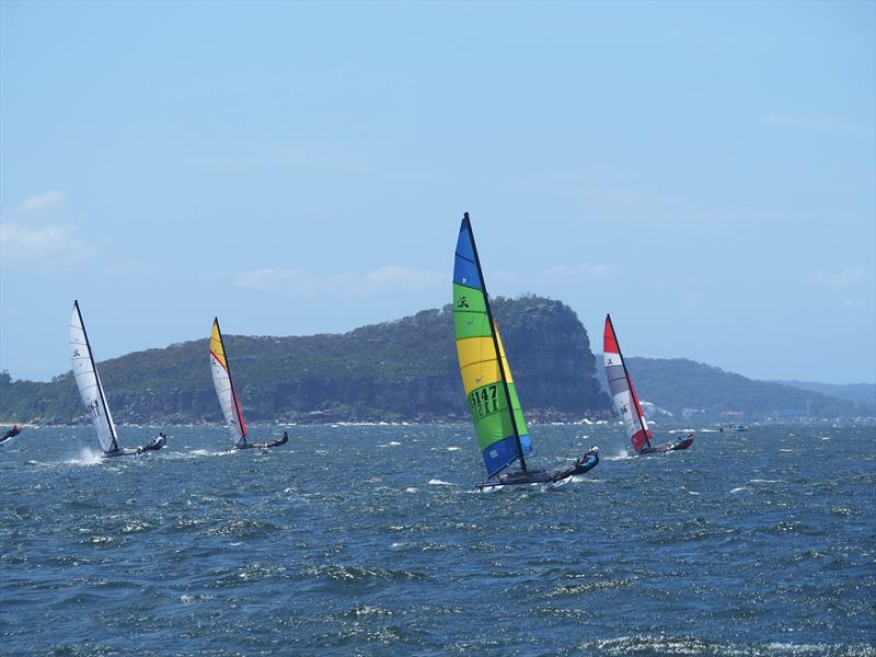 Palm Beach Sailing Club's annual 'Beware The Bullets' Regatta - bullets galore… photo copyright Dick Clarke taken at Palm Beach Sailing Club, Sydney and featuring the Hobie 16 class