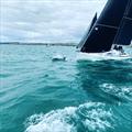 Grand Surprise! A Dolphin during the YCW Weymouth Yacht Regatta 2021 © Charlotte Weaver