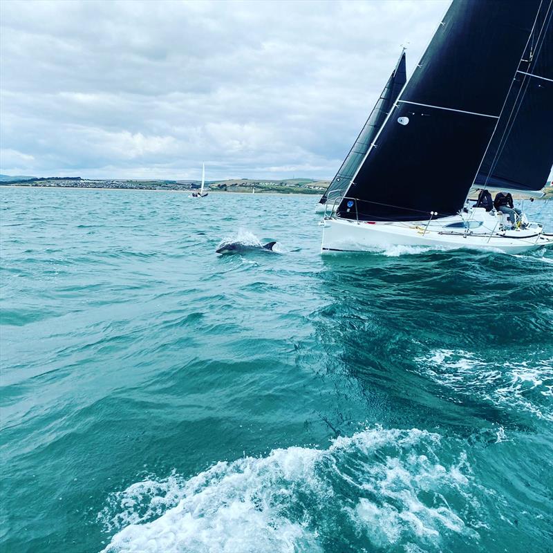 Grand Surprise! A Dolphin during the YCW Weymouth Yacht Regatta 2021 photo copyright Charlotte Weaver taken at Weymouth Yacht Club and featuring the IRC class