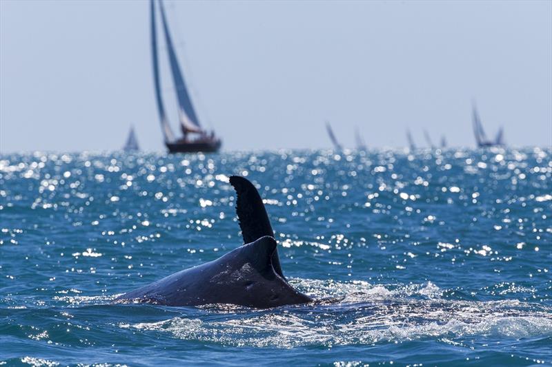 Whale watching is free - 2017 Airlie Beach Race Week  photo copyright Andrea Francolini taken at Whitsunday Sailing Club and featuring the IRC class