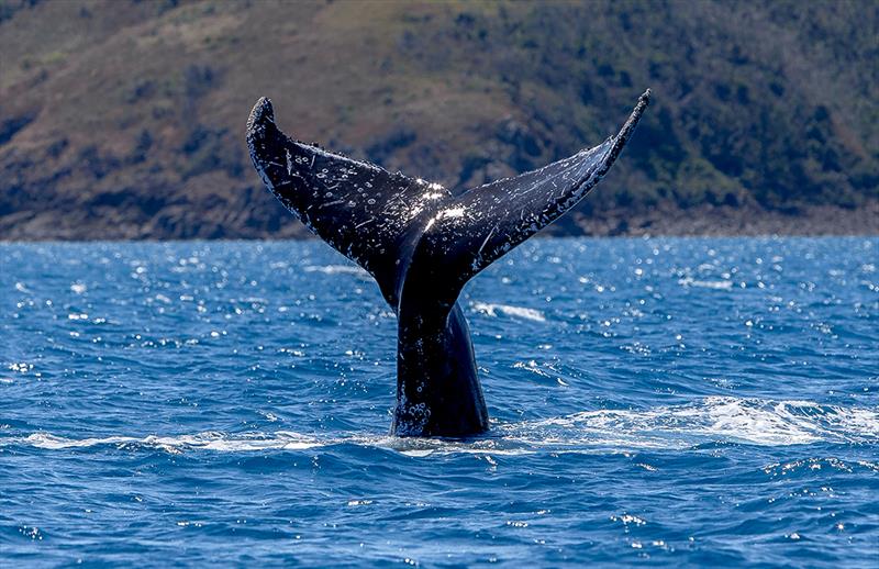 Whale wave in Whitsunday Passage - Hamilton Island Race Week 2018 - photo © Crosbie Lorimer