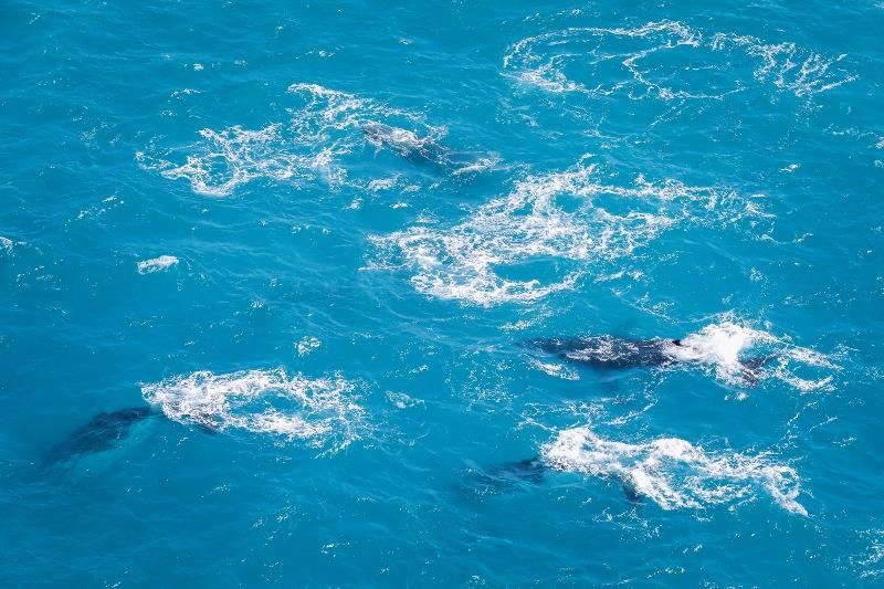 Humpback whales at race week - photo © Salty Dingo