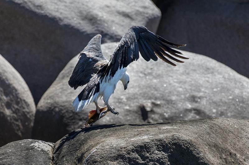 As we waited for breeze an Eagle landed it's prey - SeaLink Magnetic Island Race Week 2018 photo copyright Andrea Francolini taken at Townsville Yacht Club and featuring the IRC class