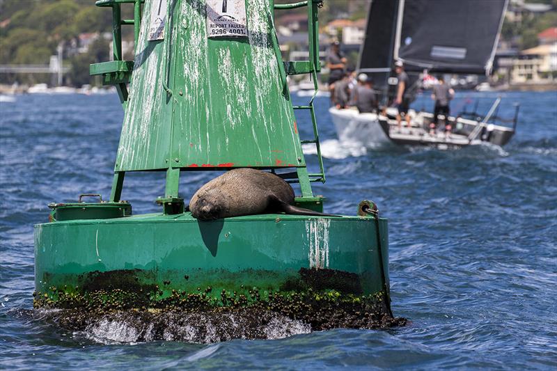 Sunbaking seal on the race course - 2019 Sydney Harbour Regatta photo copyright Andrea Francolini taken at Middle Harbour Yacht Club and featuring the IRC class