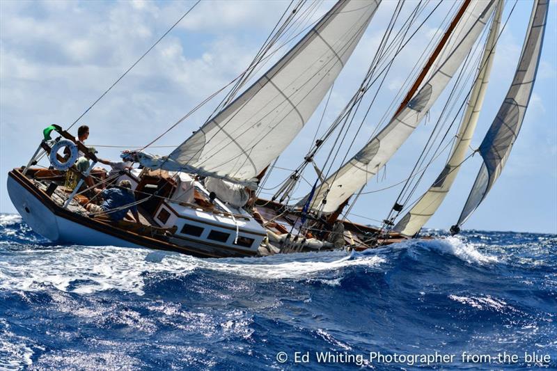 Tom Gallant's 47' schooner Avenger has done over 120,000 miles of ocean sailing - Antigua Classic Yacht Regatta photo copyright Ed Whiting Photographer from the blue taken at Antigua Yacht Club and featuring the IRC class