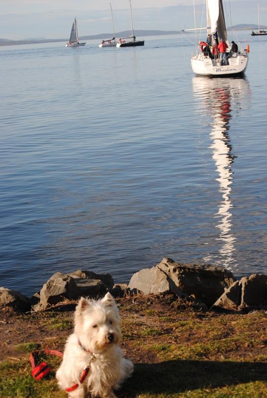 The Dog Watch is over for Prince Albert, the West Highland Terrier and the fleet of 53 boats which lined up on the Derwent for the planned resumption of yacht racing in Hobart photo copyright Peter Campbell taken at  and featuring the IRC class