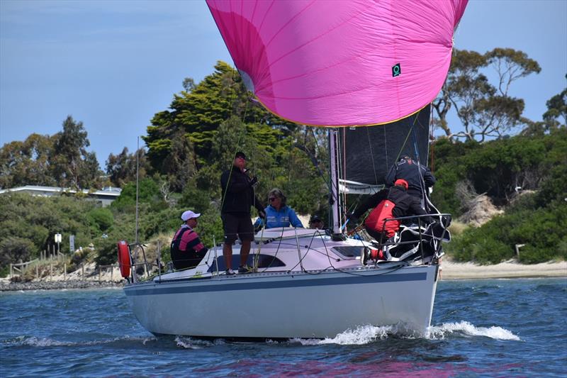 Division Three's Young Lion (Steve Chau) - Combined Clubs Summer Pennant Series - photo © Jane Austin