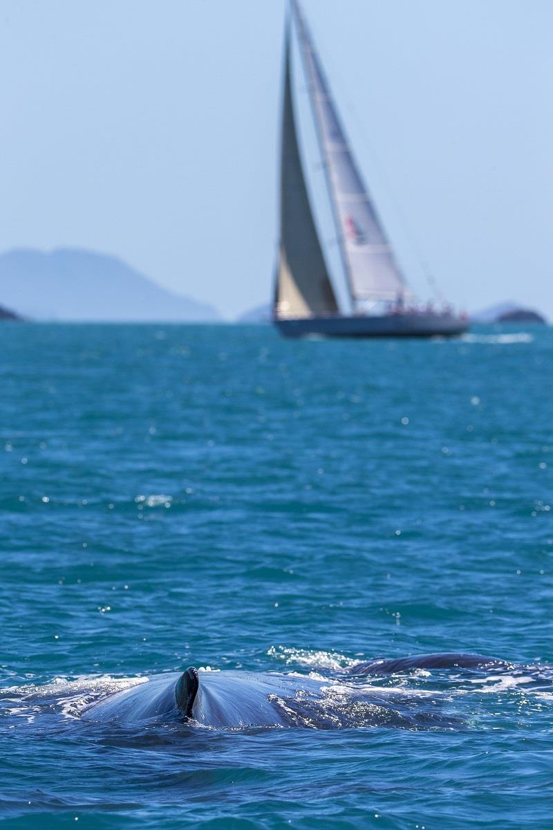 A whale's view of racing at Airlie Beach Race Week photo copyright Andrea Francolini taken at Whitsunday Sailing Club and featuring the IRC class