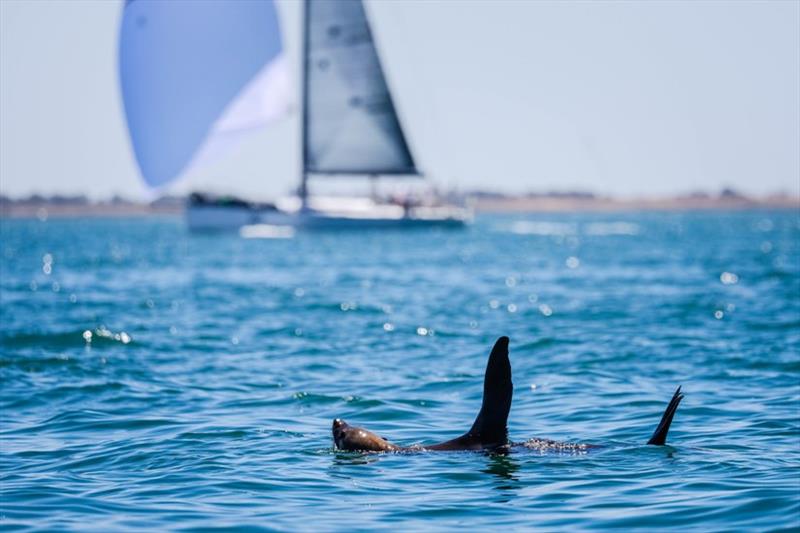 Festival of Sails - 2022 Melbourne to Geelong Passage Race photo copyright Salty Dingo taken at Royal Geelong Yacht Club and featuring the IRC class