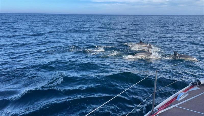 Dolphins showing Dirk Lahmann & Wilhelm Demel's 1978 Peterson 43 Snifix Dry (GER) the way - 2022 Sevenstar Round Britain & Ireland Race, Day 2 - photo © RORC