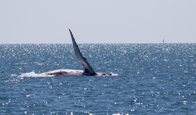 A whale came out to play - 2022 Airlie Beach Race Week final day photo copyright Shirley Wodson / ABRW taken at Whitsunday Sailing Club and featuring the IRC class