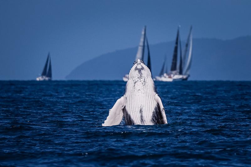 Humpback checking out the fleet - 2022 Hamilton Island Race Week - photo © Salty Dingo