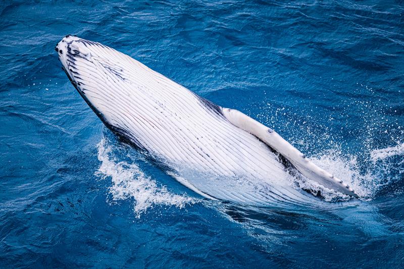 Whale calf at Hamilton Island Race Week 2022 photo copyright Salty Dingo taken at Hamilton Island Yacht Club and featuring the IRC class