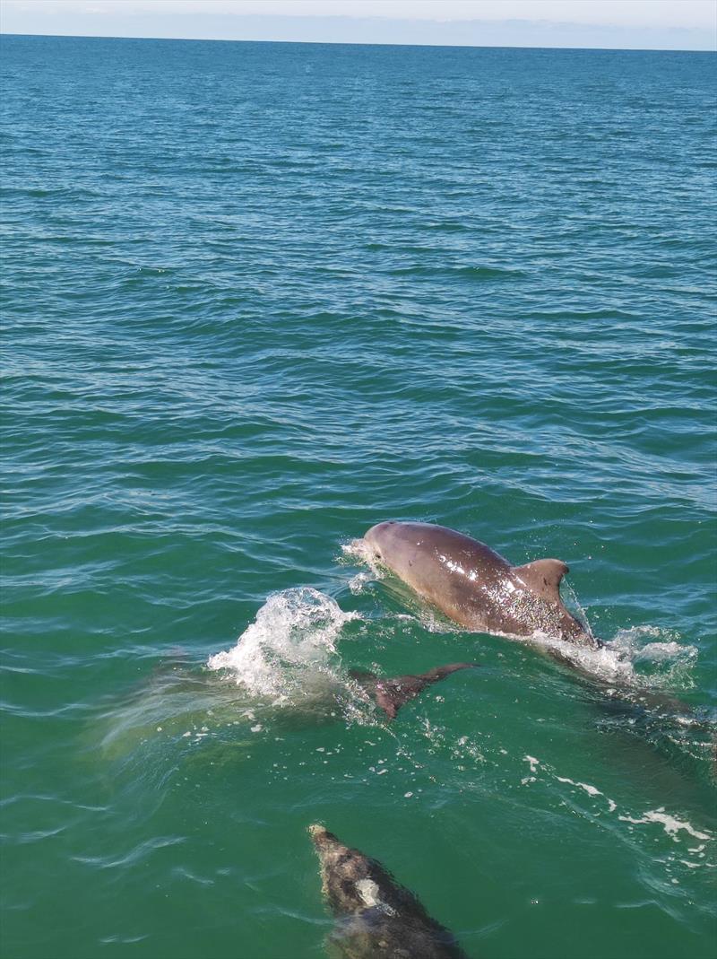 Dolphin display alongside Mojito during the ISORA 2023 Welsh Coastal Race in Pwllheli  - photo © Nick Smith