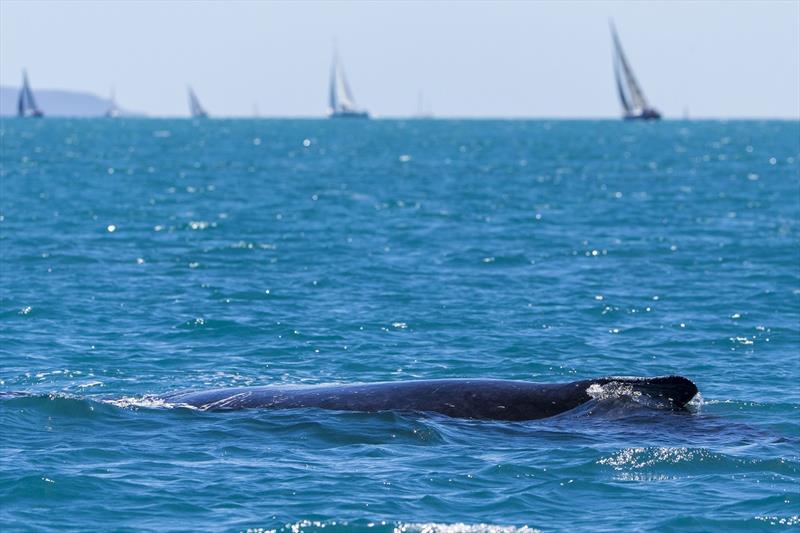 Whales come to check out racing at Airlie Beach Race Week - photo © Andrea Francolini