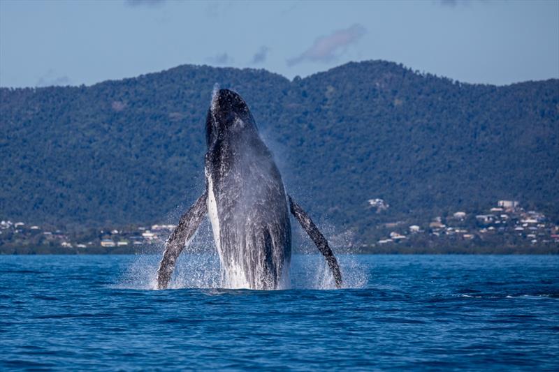 A huge leap for whale kind - 2023 Airlie Beach Race Week photo copyright Shirley Wodson / ABRW taken at Whitsunday Sailing Club and featuring the IRC class