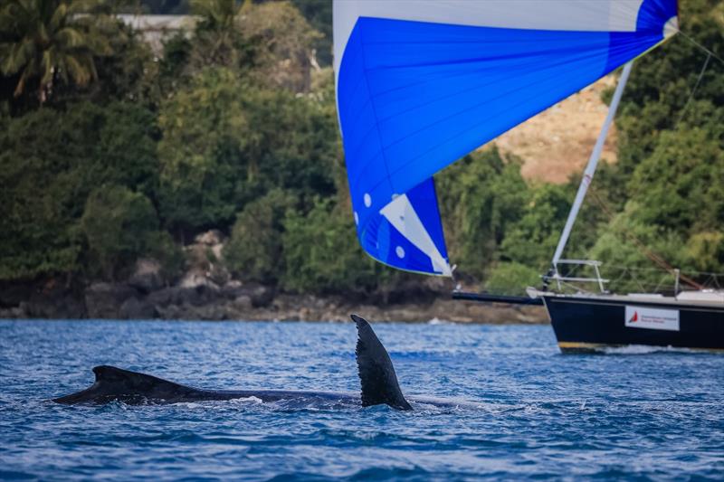 Mother and Baby Whale welcoming the sailors to HIRW - 2023 Hamilton Island Race Week, Day 3 - photo © Salty Dingo