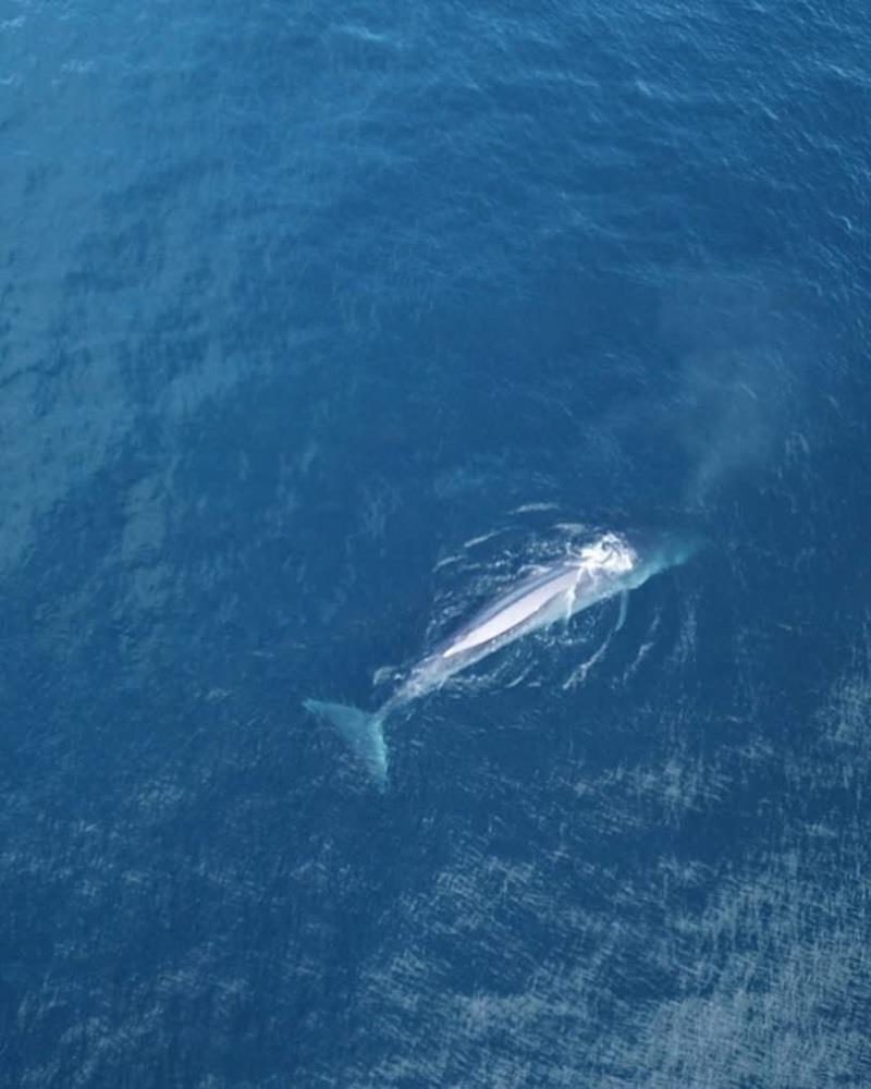 Baby Whale seen by Cooloola's crew - Sydney to Auckland Ocean Race - photo © Cooloola